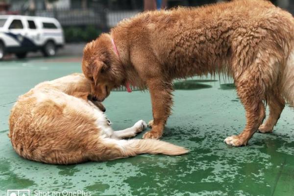 如影随形猜一生肖的谜底是什么，全解析