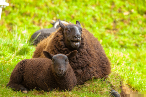 以逸待劳在十二生肖中具体指哪个动物，必看攻略