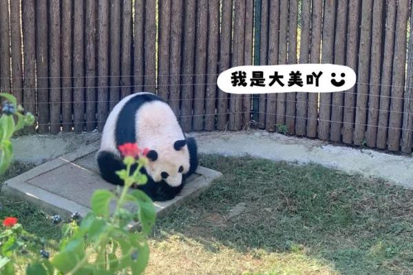 以逸待劳在十二生肖中具体指哪个动物，必看攻略