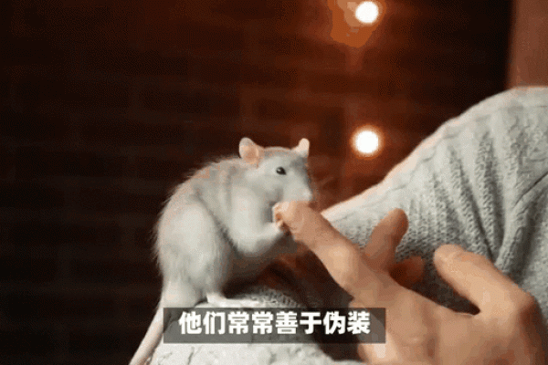 两面三刀的人通常对应哪些生肖性格特征,详细教程 两面三刀的人通常对应哪些生肖性格特征,详细教程