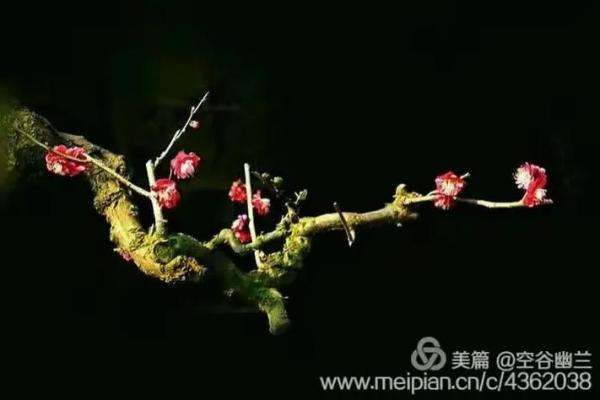 彻心彻骨打一生肖最准答案及解析，实战技巧