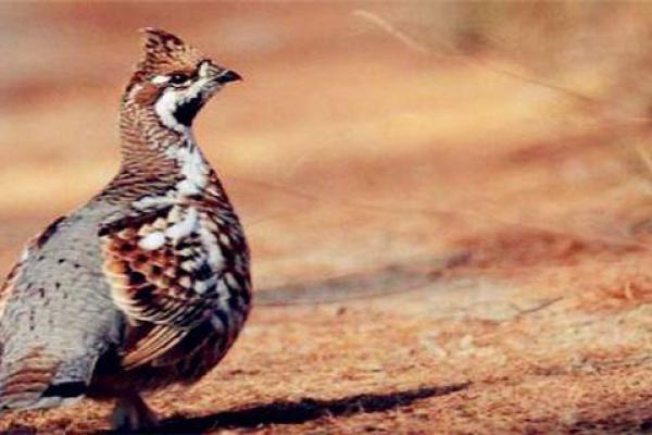 香车宝马”对应的生肖动物是什么，最新方法分享