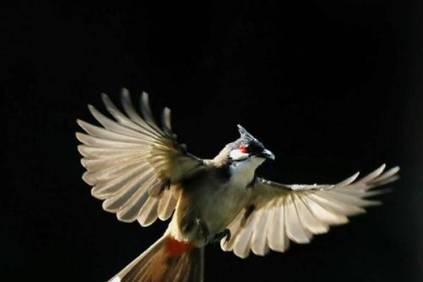 有翅难飞打一生肖是什么答案，高手技巧