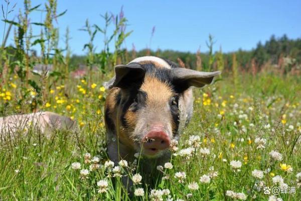 男耕妇织”对应的生肖动物是哪个，实战技巧