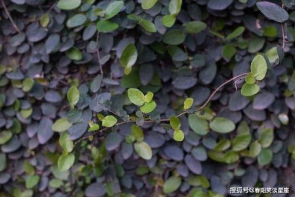 落地生根代表什么生肖有什么寓意，新手必学