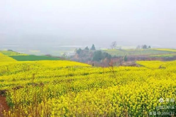 肥田沃地”对应的生肖动物及其寓意解析，详细教程