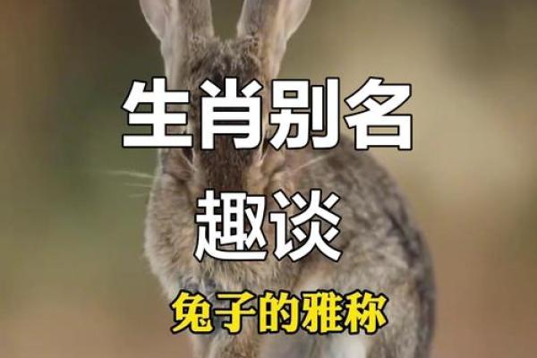 遮风挡雨”在十二生肖中对应哪个动物最贴切，必看攻略