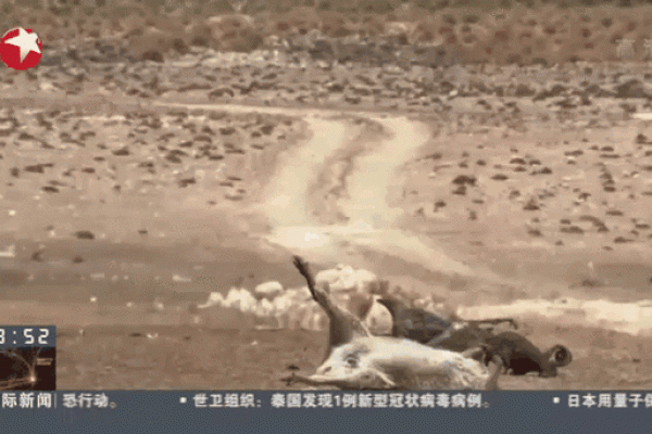 灭顶之灾”在十二生肖中代表哪个动物，实战技巧
