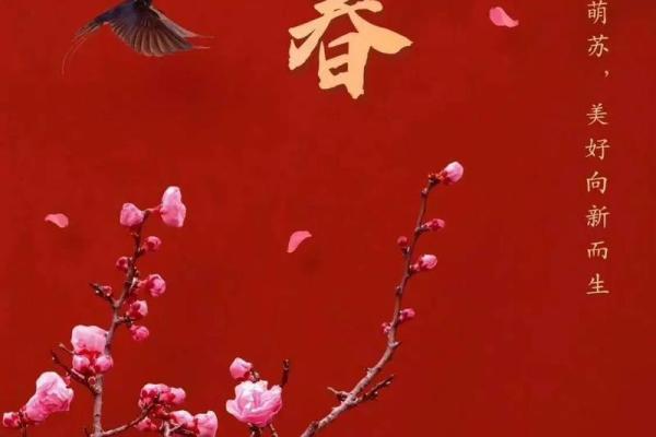 2025年2月3日立春适合结婚吗(2025立春是几月几日)