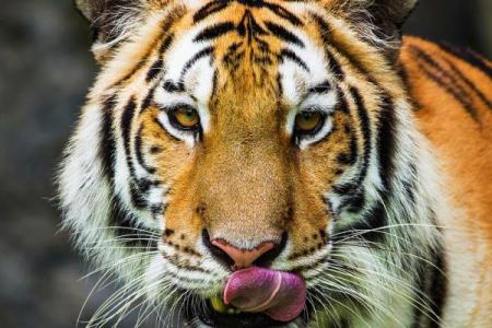 98年虎2025年结婚吉日(1998属虎最佳结婚对象)