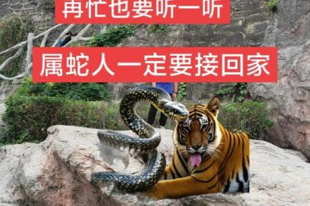 77年蛇在2025年运势
