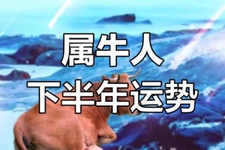 2021年属牛人全年运势完整版详解，包含财运事业健康感情