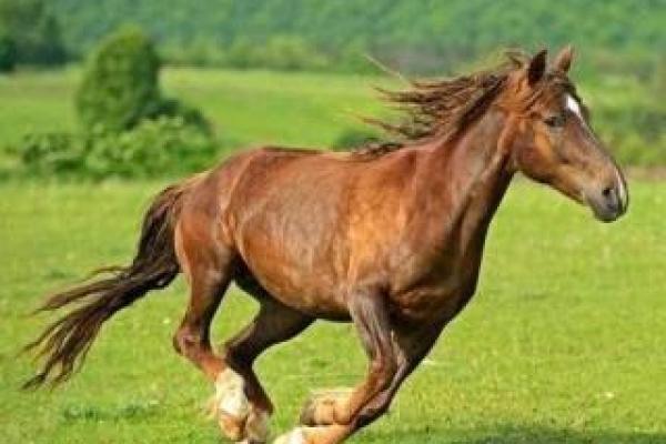 90年10月份的马是什么命学前必知攻略