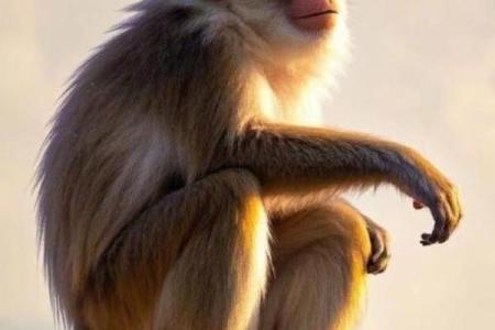 2024年属猴人的最佳贵人属相是谁，如何增进关系