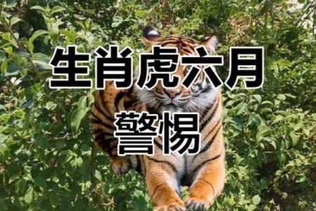 1986年出生的属虎人39岁运势详解，事业家庭该如何平稳度过？