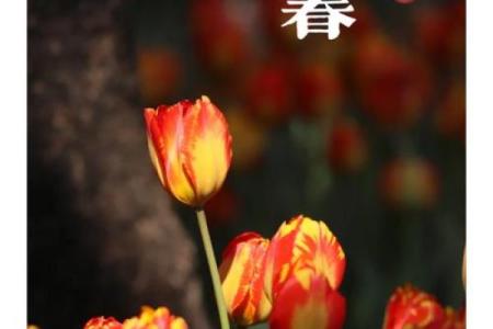 2023年立春具体是几月几号几点几分，需要精确时间