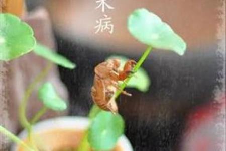 90年10月份的马是什么命学前必知攻略