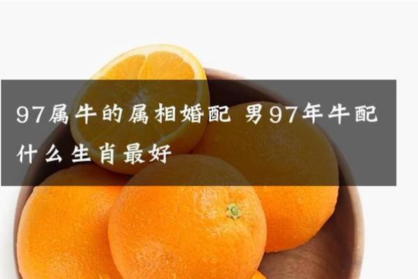 1997年属牛的人在2026年结婚的黄道吉日查询与生肖配对解析
