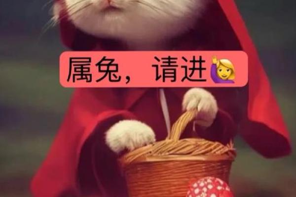 2023年属兔本命年有什么需要特别注意和忌讳的事情？