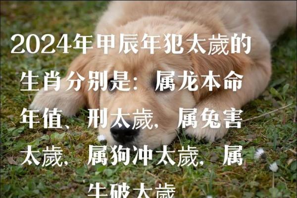2024年属龙狗兔牛羊五大生肖犯太岁具体运势详解