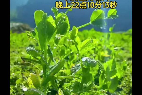 2024年打春躲春的具体时辰和方法，哪些属相必须避开？