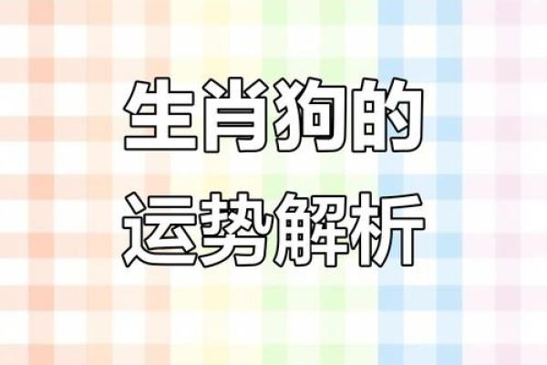 属狗人2013年事业财运健康感情全方位运势解析与建议 属狗人2013年事业财运健康感情全方位运势解析与建议