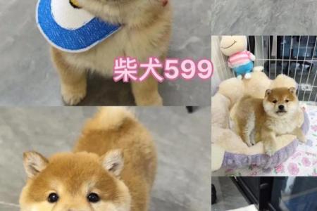 95年一月的狗是什么命推荐纯干货加真实体验