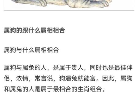 从生肖性格角度分析属狗男与属龙女婚配的优缺点