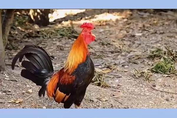 属鸡人2024年每月运势运程完整版，精准预测每月吉凶宜忌