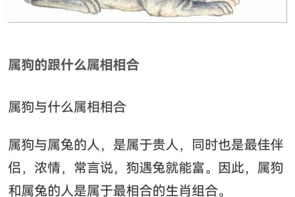 94年属狗的最佳婚配属相是哪些，有详细解析吗