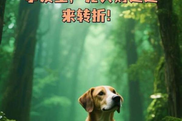 2025年属狗人每月运程预测，几月份有重大转折需要注意？