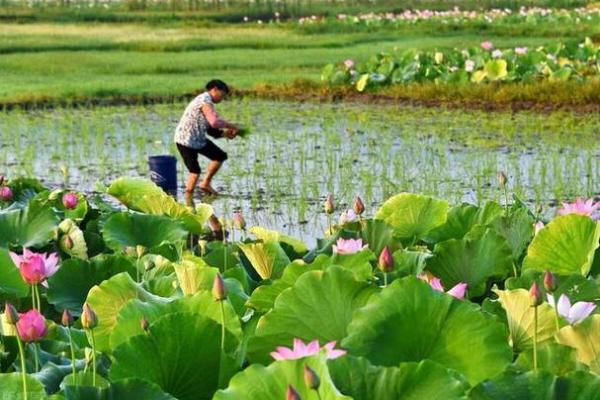 2021年头伏准确到分钟的起始时刻是哪天什么时候？