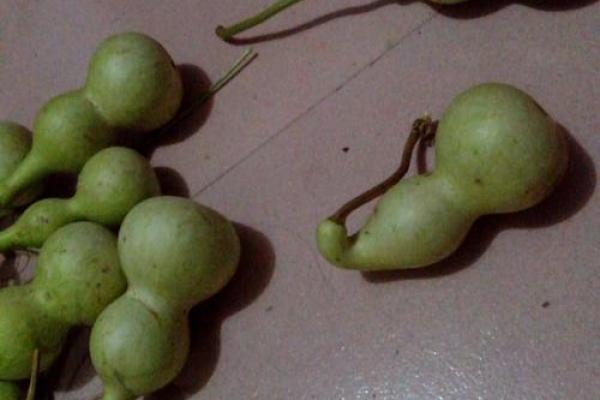 闷嘴葫芦打一动物 闷嘴葫芦是什么动物谜底