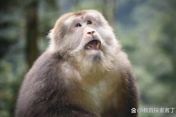 违天逆理”打一准确动物生肖 生肖谜语违天逆理答案查询