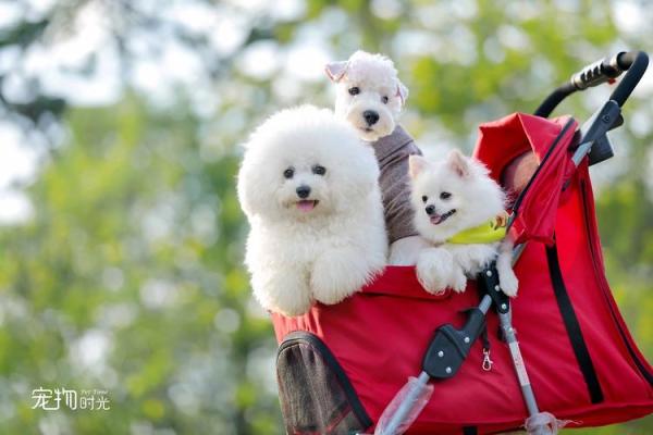 阳光明媚”打一生肖是什么 阳光明媚猜一生肖答案