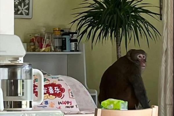 黑咕隆咚”是什么生肖 黑咕隆咚代表什么动物生肖