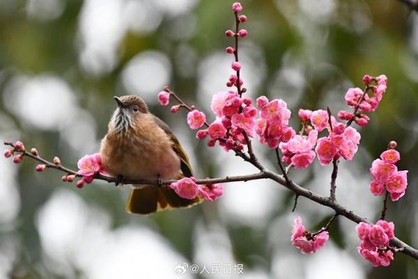 鸟语花香打一个最准确生肖 鸟语花香代表什么生肖