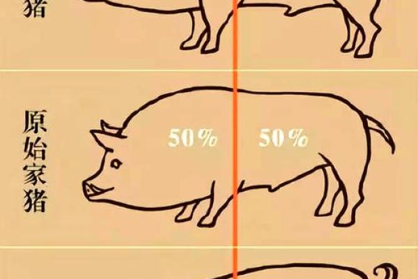 身分不明”指什么生肖 身分不明代表什么生肖