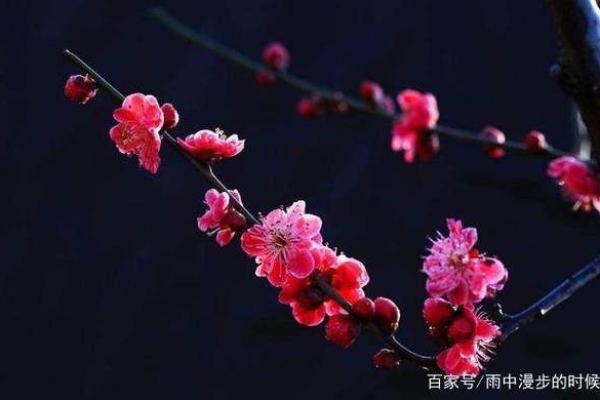 逍遥自在打一正确生肖 逍遥自在指什么生肖
