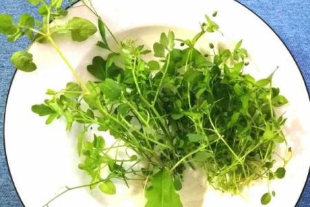 长须奴野菜时挑”指什么生肖 长须奴野菜时挑生肖查询