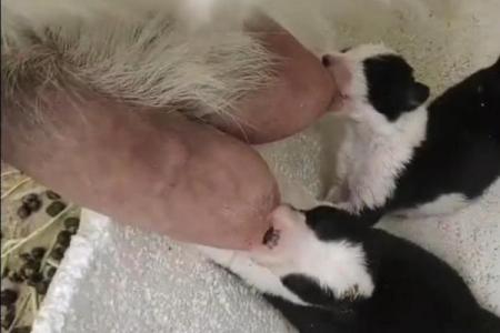雁过拔毛是什么生肖 雁过拔毛指什么动物生肖