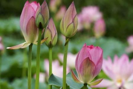 雾里看花是什么生肖？ 雾里看花对应生肖解析
