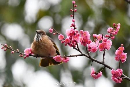 鸟语花香打一个最准确生肖 鸟语花香代表什么生肖