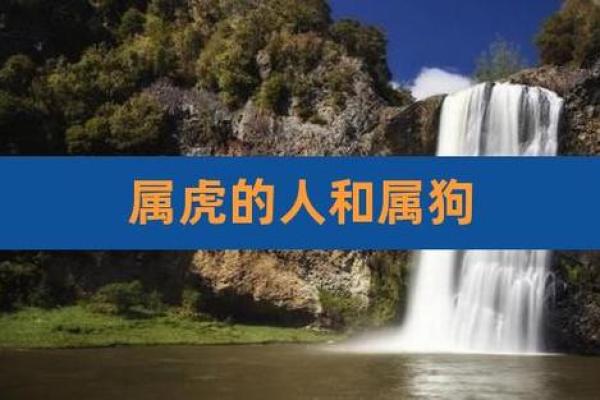 属狗的人和属虎的人结婚会幸福吗？婚姻配对情况解析