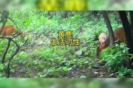 身穿黄袍是什么动物 黄袍加身动物指什么