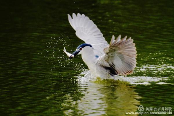 雁过留声”打一准确动物生肖 雁过留声的生肖谜底是什么