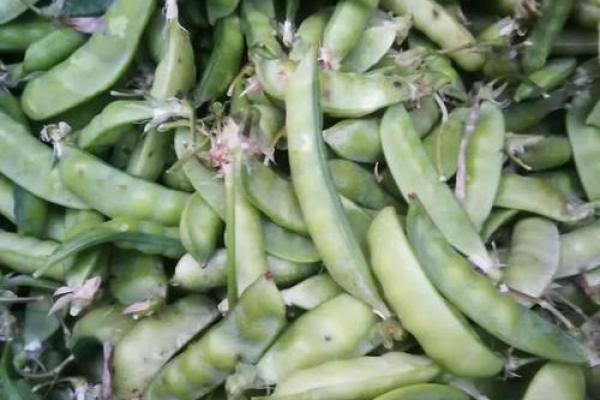 长须奴野菜时挑指什么生肖 长须奴野菜时挑生肖查询