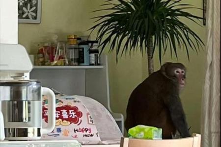 黑咕隆咚”打一个生肖动物 黑咕隆咚谜底生肖解析