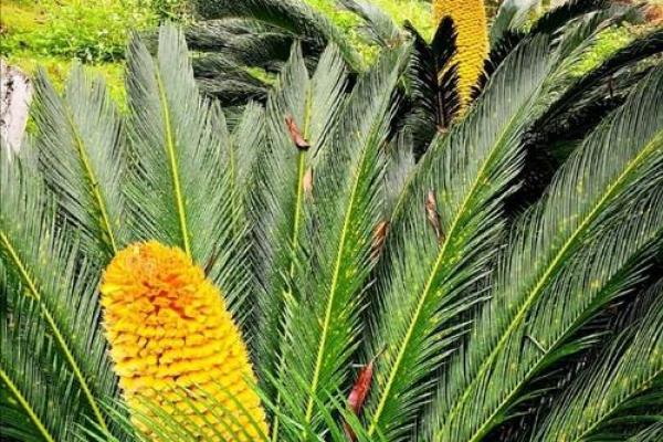 铁树开花是什么生肖 铁树开花代表哪个属相
