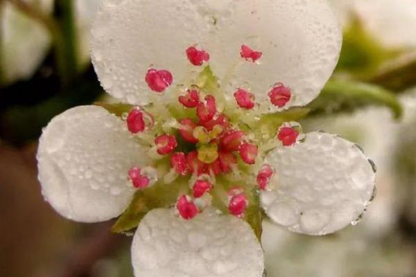 雨打梨花是什么生肖 雨打梨花指什么动物